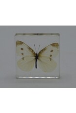 . Butterfly in resin nr4