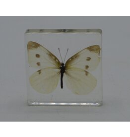 . Butterfly in resin nr4