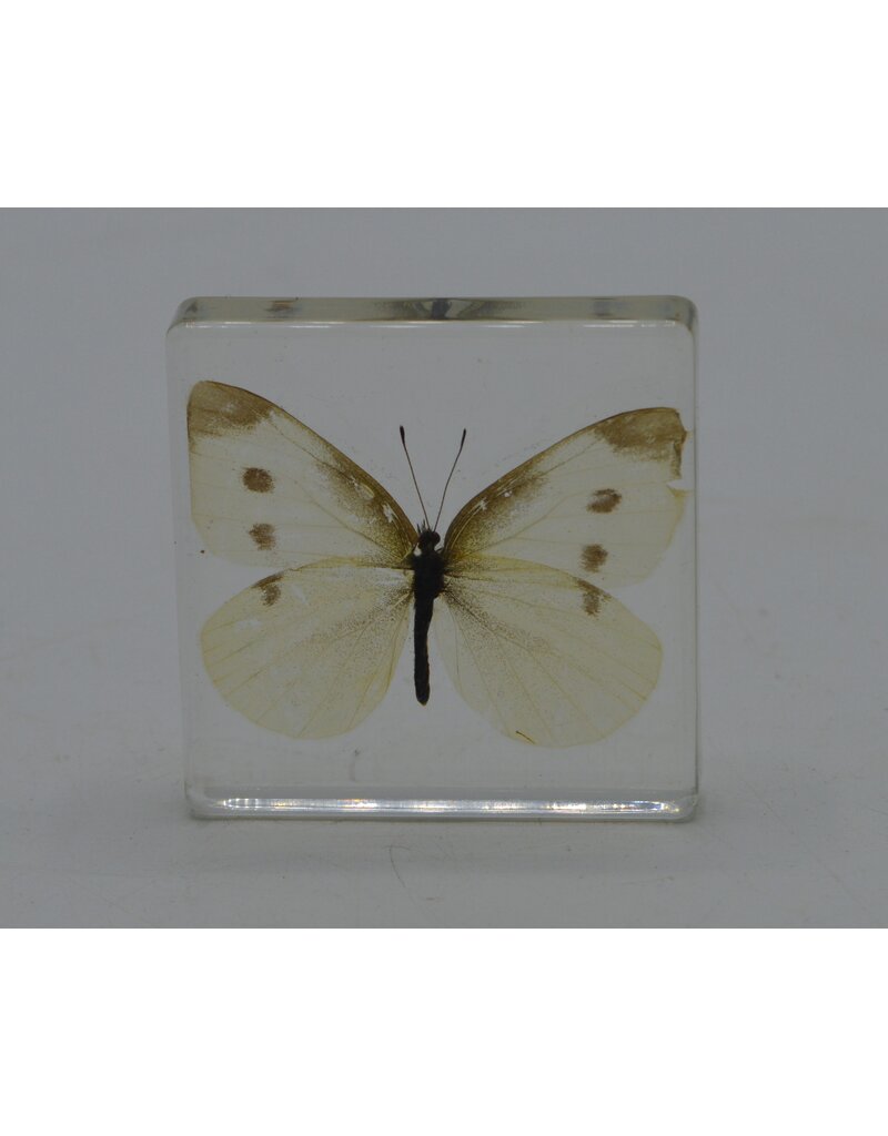 . Butterfly in resin nr4