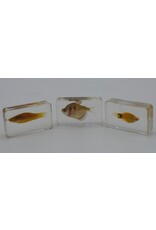 . Fish in resin nr1