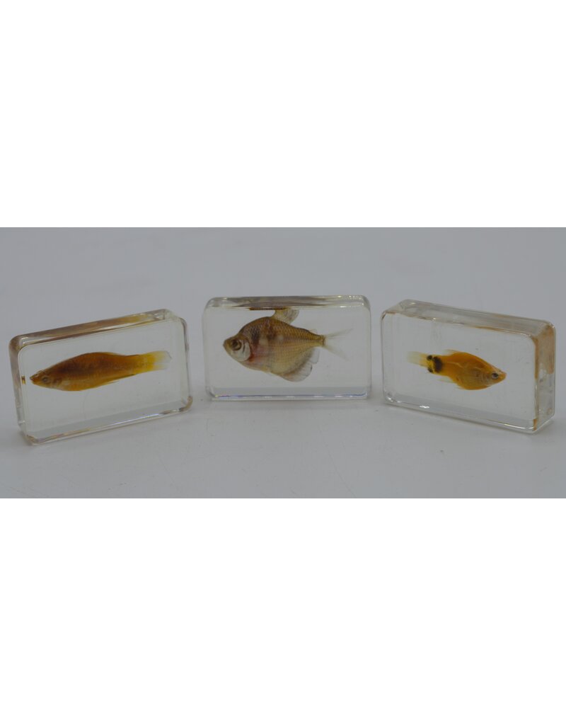 . Fish in resin nr1