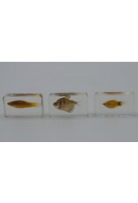 . Fish in resin nr1