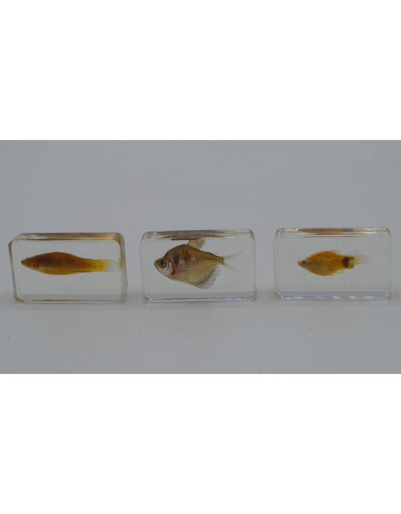 . Fish in resin nr2