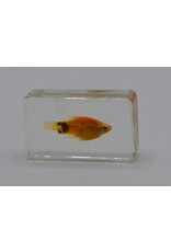 . Fish in resin #2