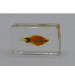 . Fish in resin nr2