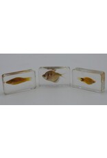 . Fish in resin #3