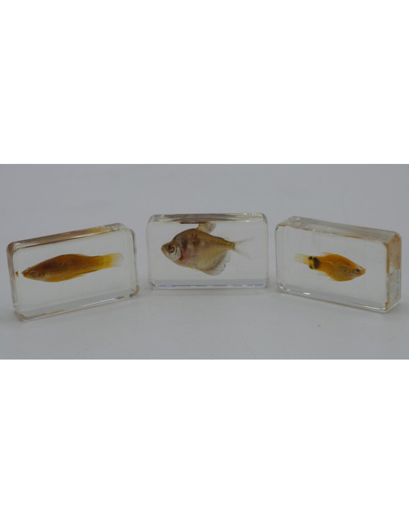 . Fish in resin #3