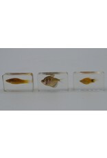 . Fish in resin nr3