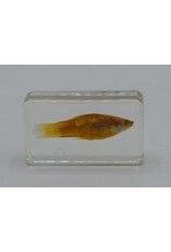 . Fish in resin nr3