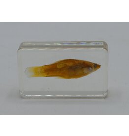 . Fish in resin nr3