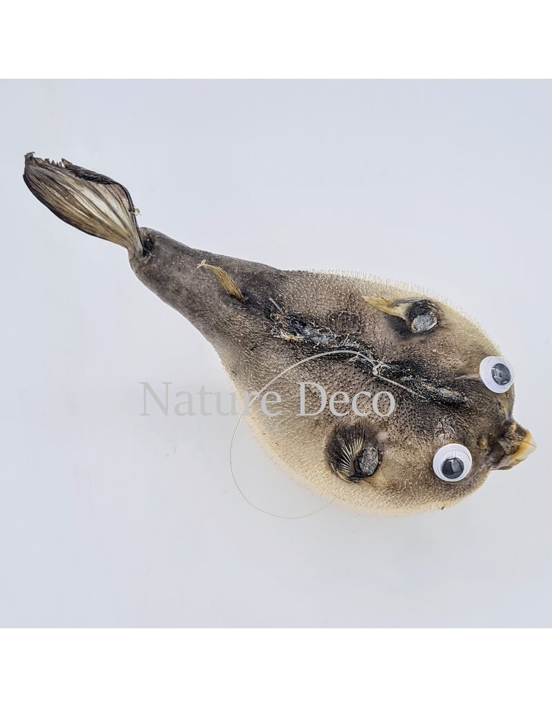 Nature Deco Ballon vis (puffer fish)