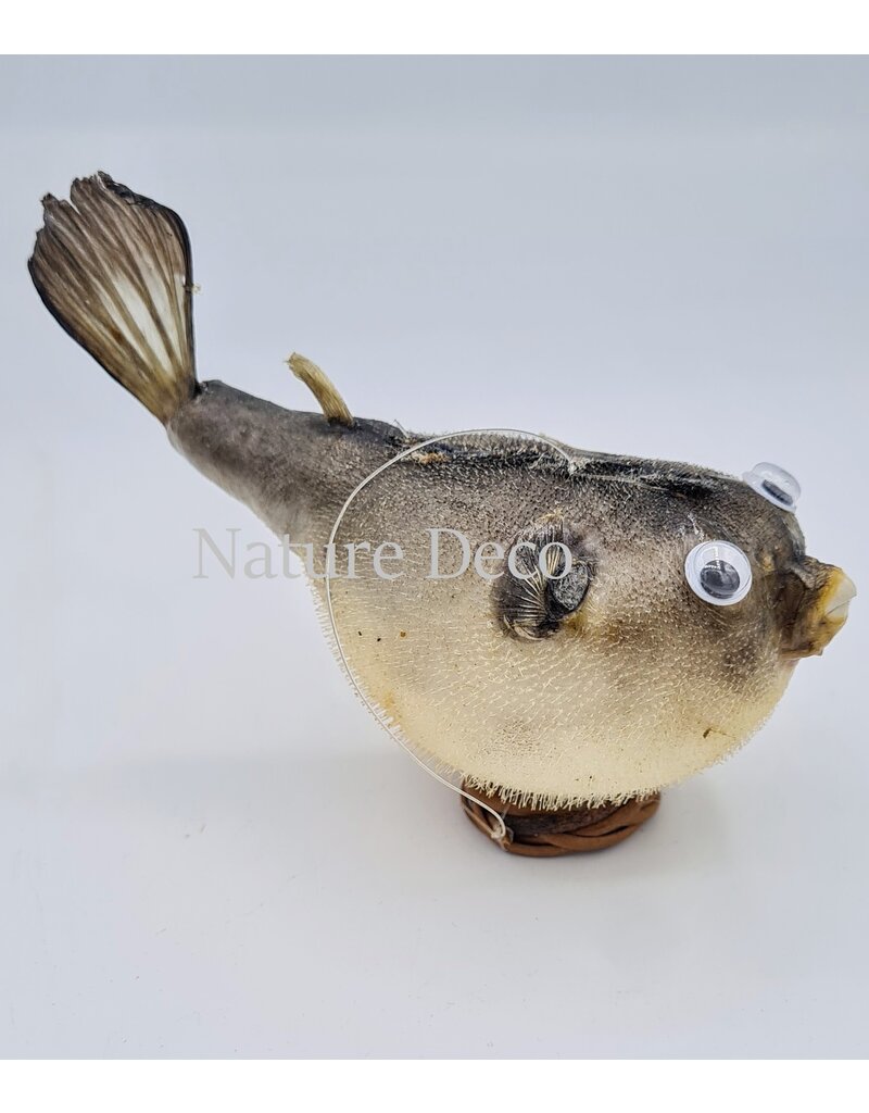 Nature Deco Pufferfish