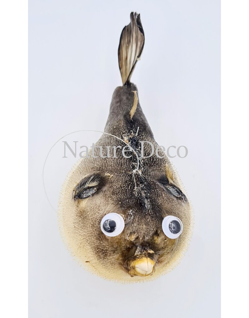 Nature Deco Ballon vis (puffer fish)