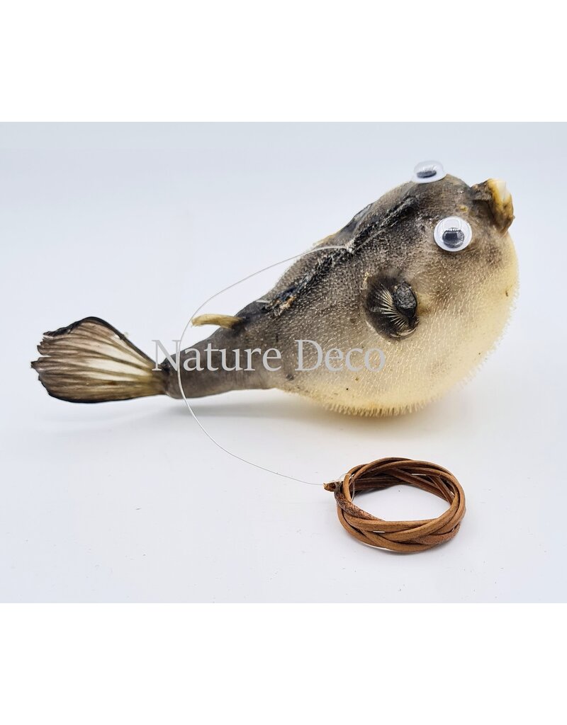 Nature Deco Ballon vis (puffer fish)