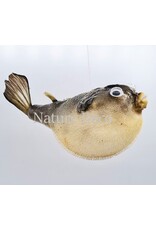 Nature Deco Ballon vis (puffer fish)