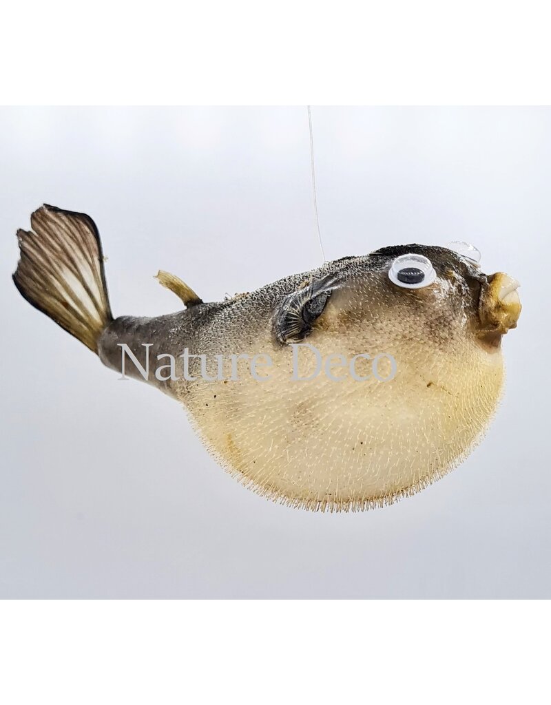 Nature Deco Pufferfish