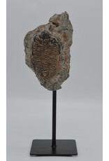 . Trilobiet fossiel replica op voet