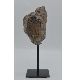 . Fossil Trilobite replica