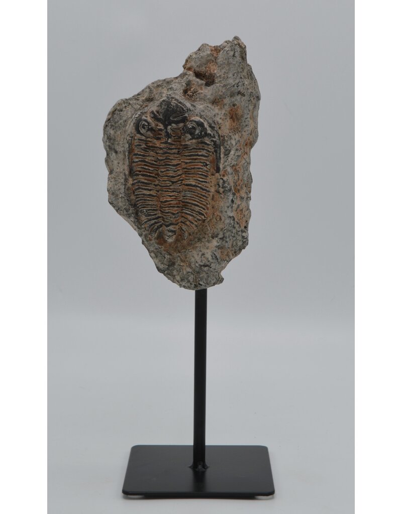 . Fossil Trilobite replica on iron stand