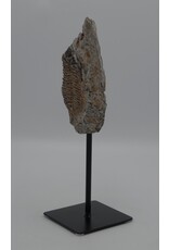 . Fossil Trilobite replica on iron stand