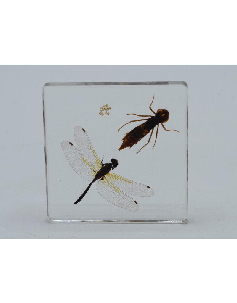 . Dragonfly life cycle in resin