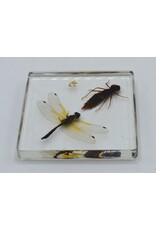 . Dragonfly life cycle in resin