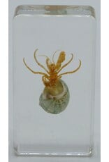 . Hermit crab green in resin