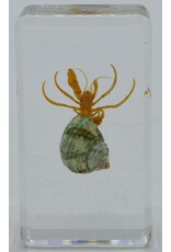 . Hermit crab green in resin