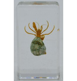 . Hermit crab green in resin