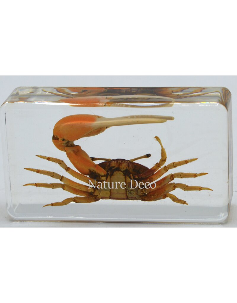 . Fiddler Eyebrow red crab in resin s
