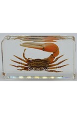 . Fiddler Eyebrow red crab in resin s