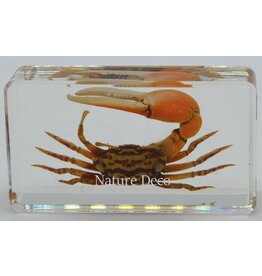 . Eyebrow crab in resin s