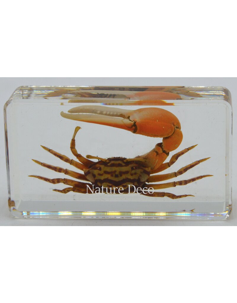 . Fiddler Eyebrow red crab in resin M