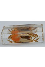 . Fiddler Eyebrow red crab in resin M