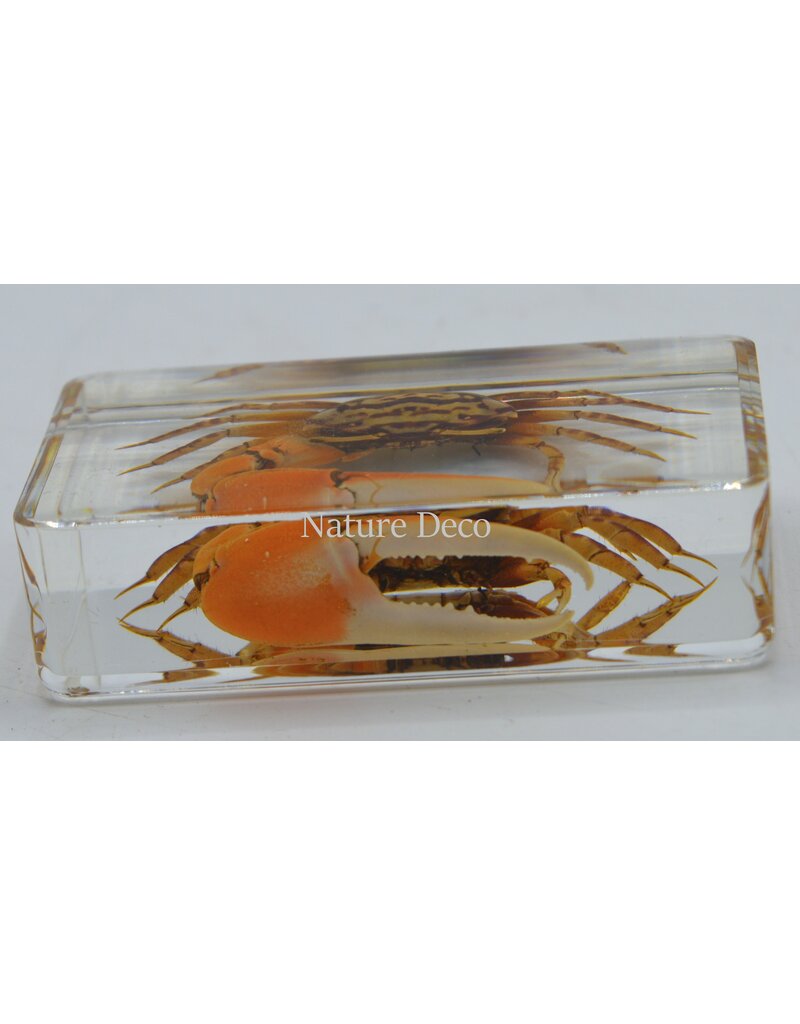 . Fiddler Eyebrow red crab in resin s