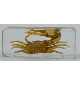 . Eyebrow crab in resin XL
