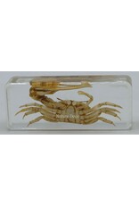 . Fiddler Eyebrow crab in resin XL