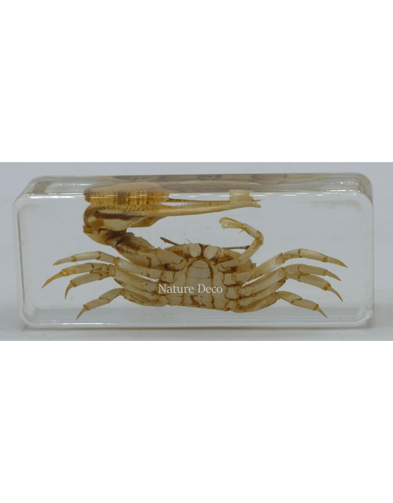 . Fiddler Eyebrow crab in resin XL