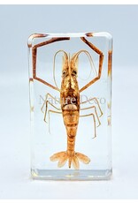 . River shrimp in resin
