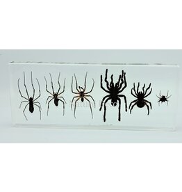 . Six spiders in resin