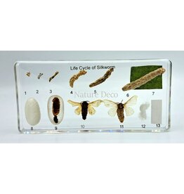 . Silkworm life cycle in resin