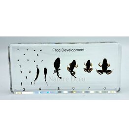 . Frog life cycle in resin large