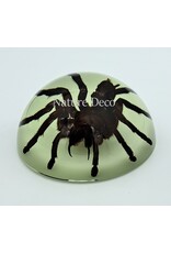 . Tarantula in resin dome "glow in the dark"