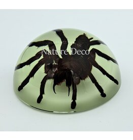 . Tarantula in resin dome