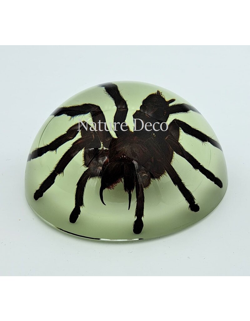 . Tarantula in resin dome "glow in the dark"