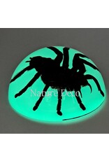 . Tarantula in resin dome "glow in the dark"