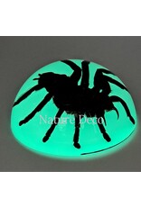 . Tarantula in resin dome "glow in the dark"