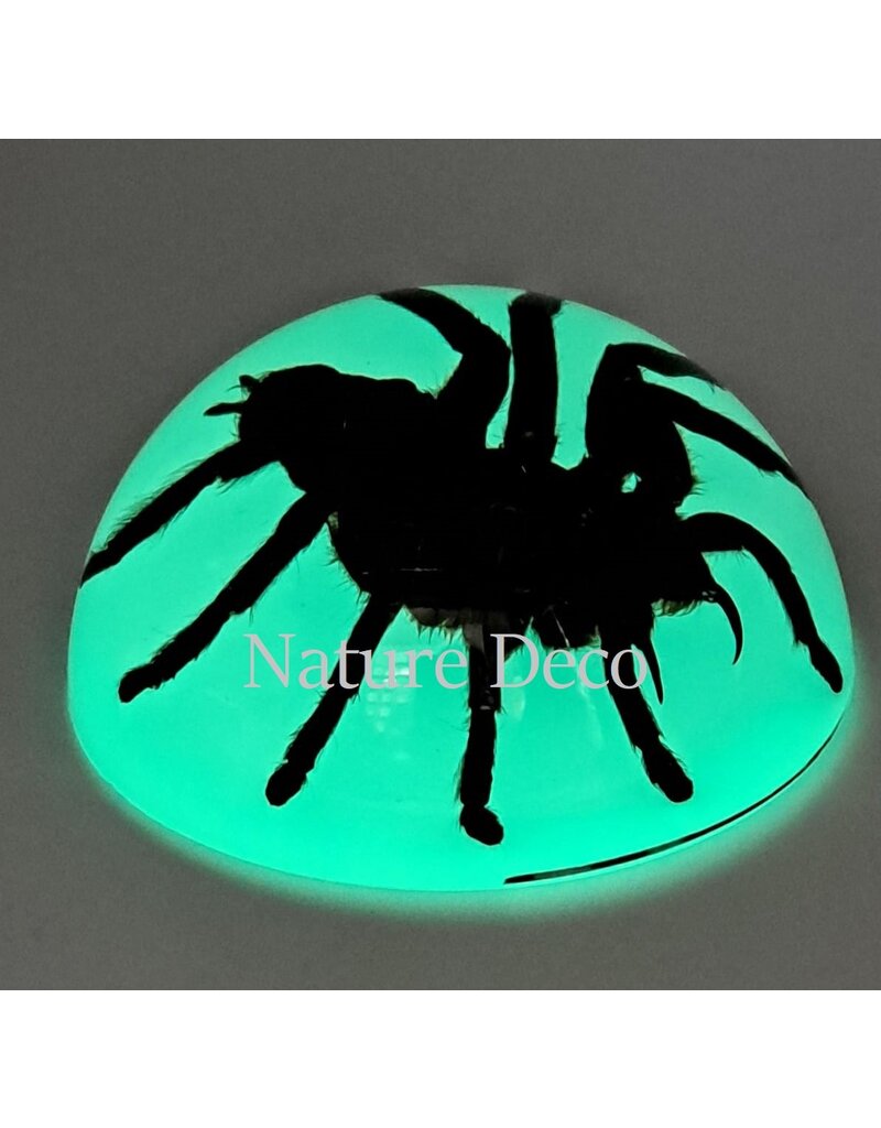 . Tarantula in resin dome "glow in the dark"