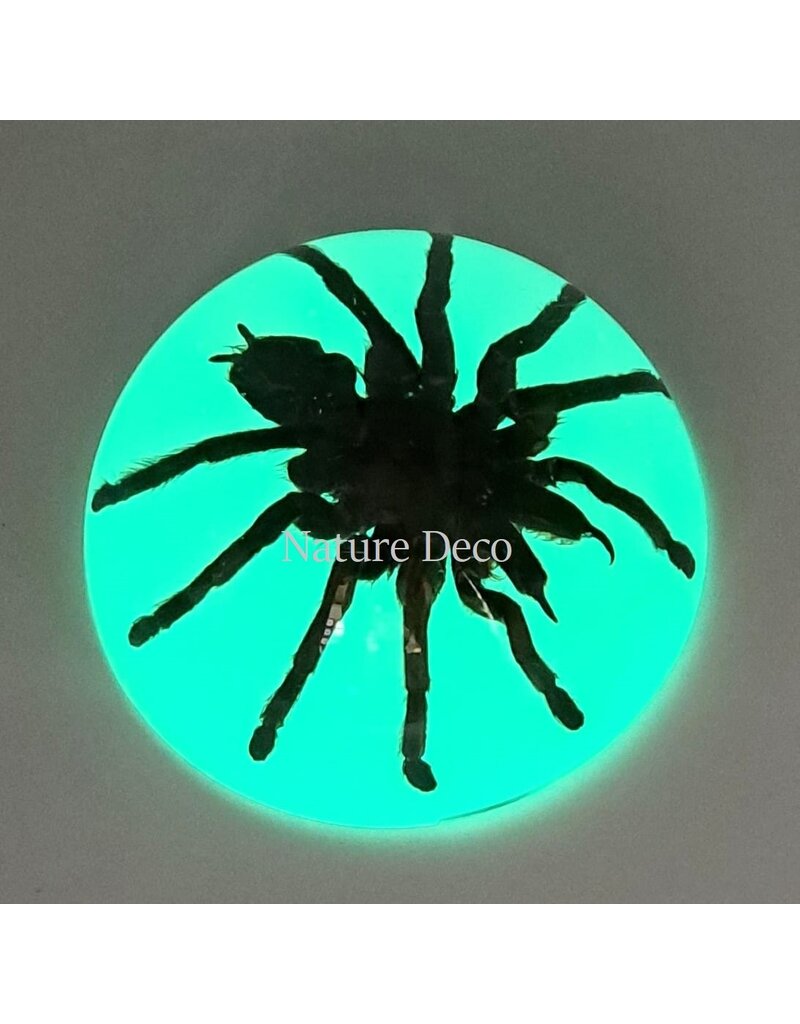 . Tarantula in resin dome "glow in the dark"