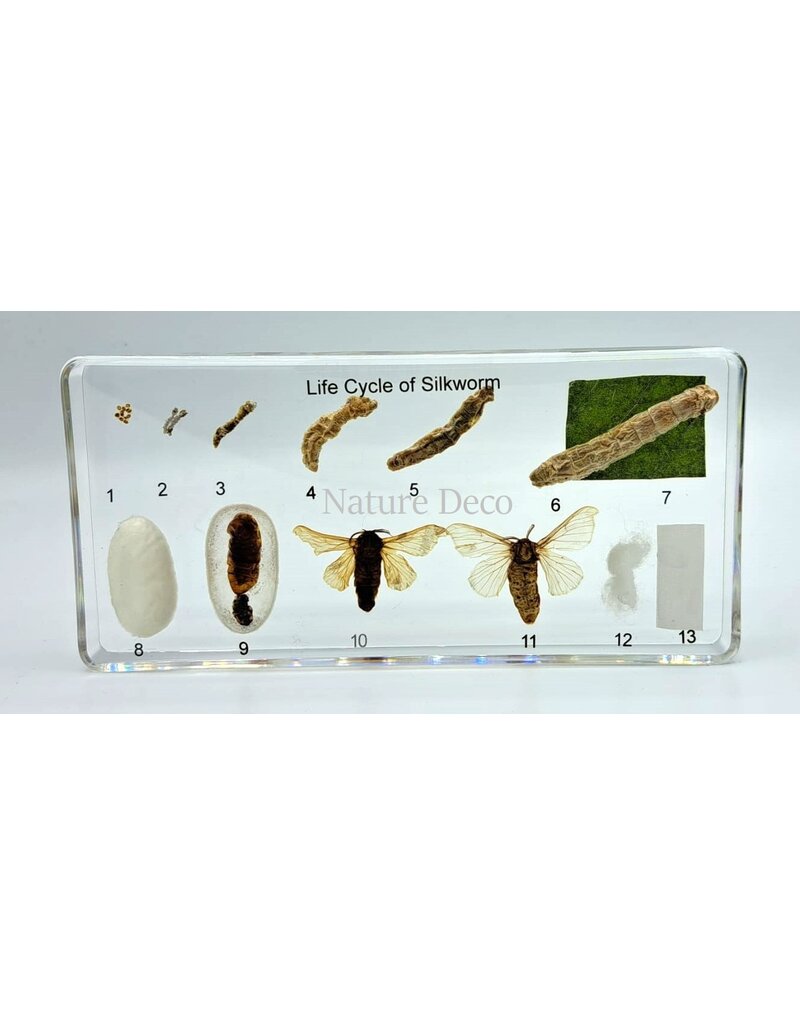 .  Silkworm life cycle in resin